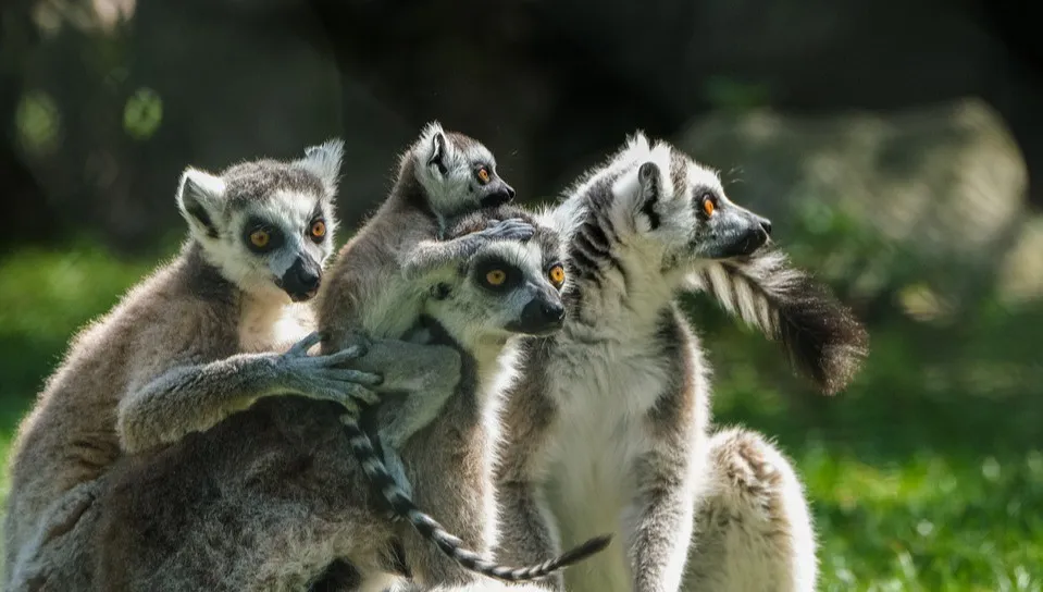 W kijowskim zoo urodził się lemur. Nazwano go Bayraktar