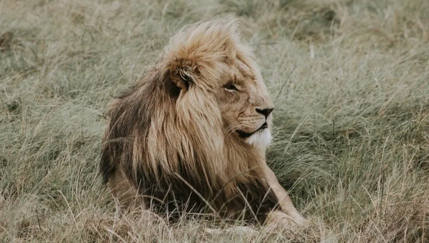Płockie zoo ma nowych lokatorów. Trzy lwy przekazane z ogrodów w Holandii