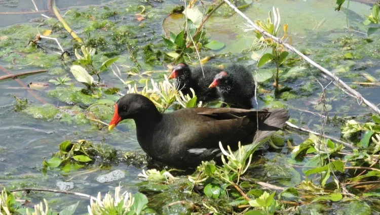 Przyroda na wyciągnięcie ręki: Co wiesz o... kokoszce?