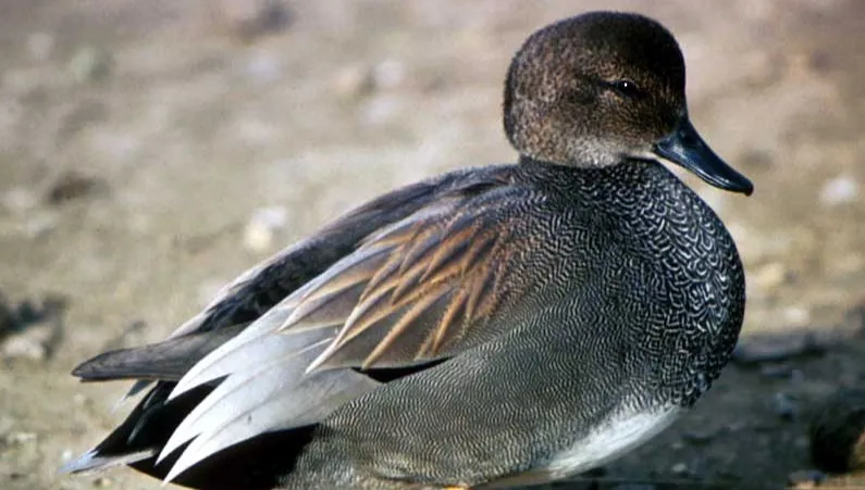 Przyroda na wyciągnięcie ręki: Co wiesz o... kaczce krakwce?