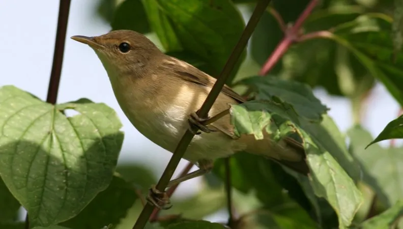 Przyroda na wyciągnięcie ręki: Co wiesz o... łozówce?
