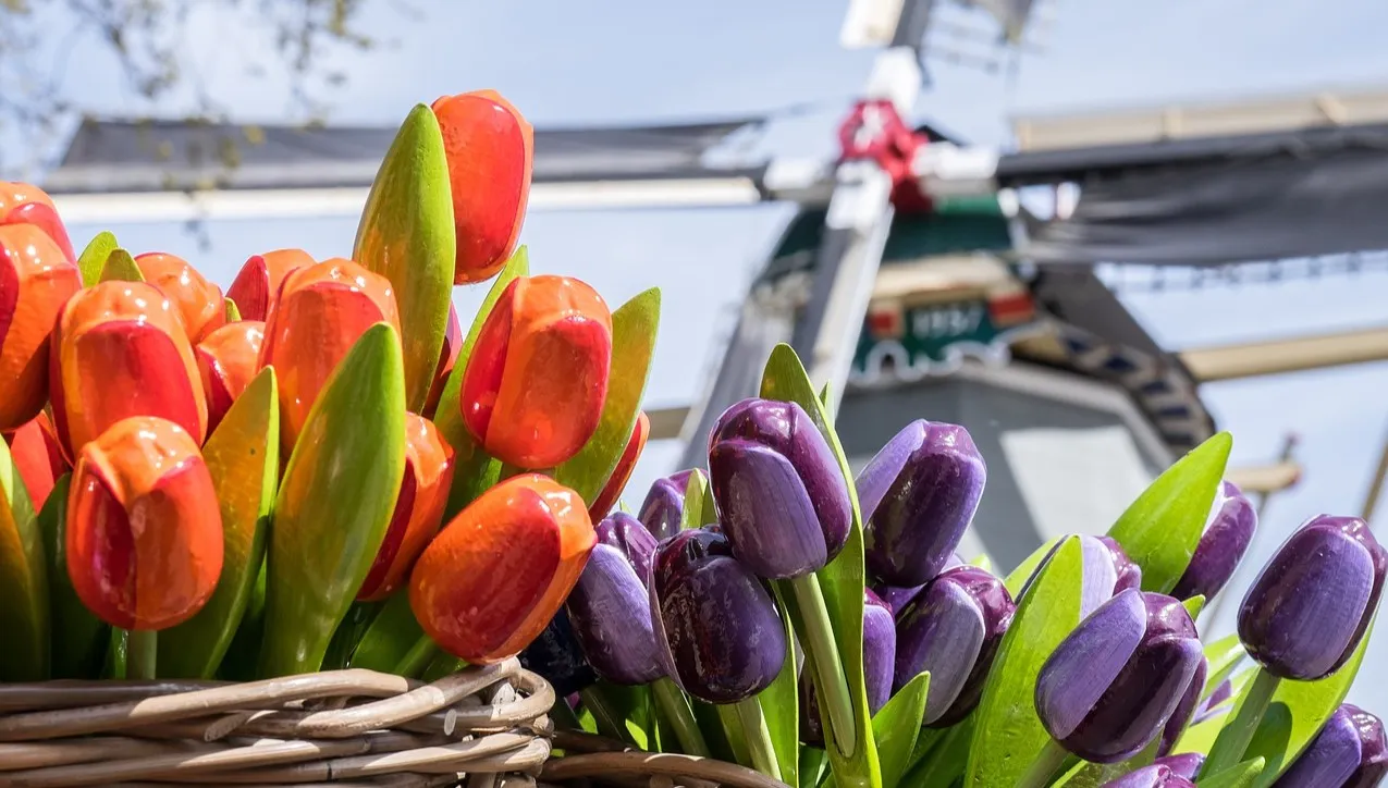 Słynny park kwiatowy Keukenhof w Holandii otwarty po 2 latach! W nim - miejsce na „idealne selfie”