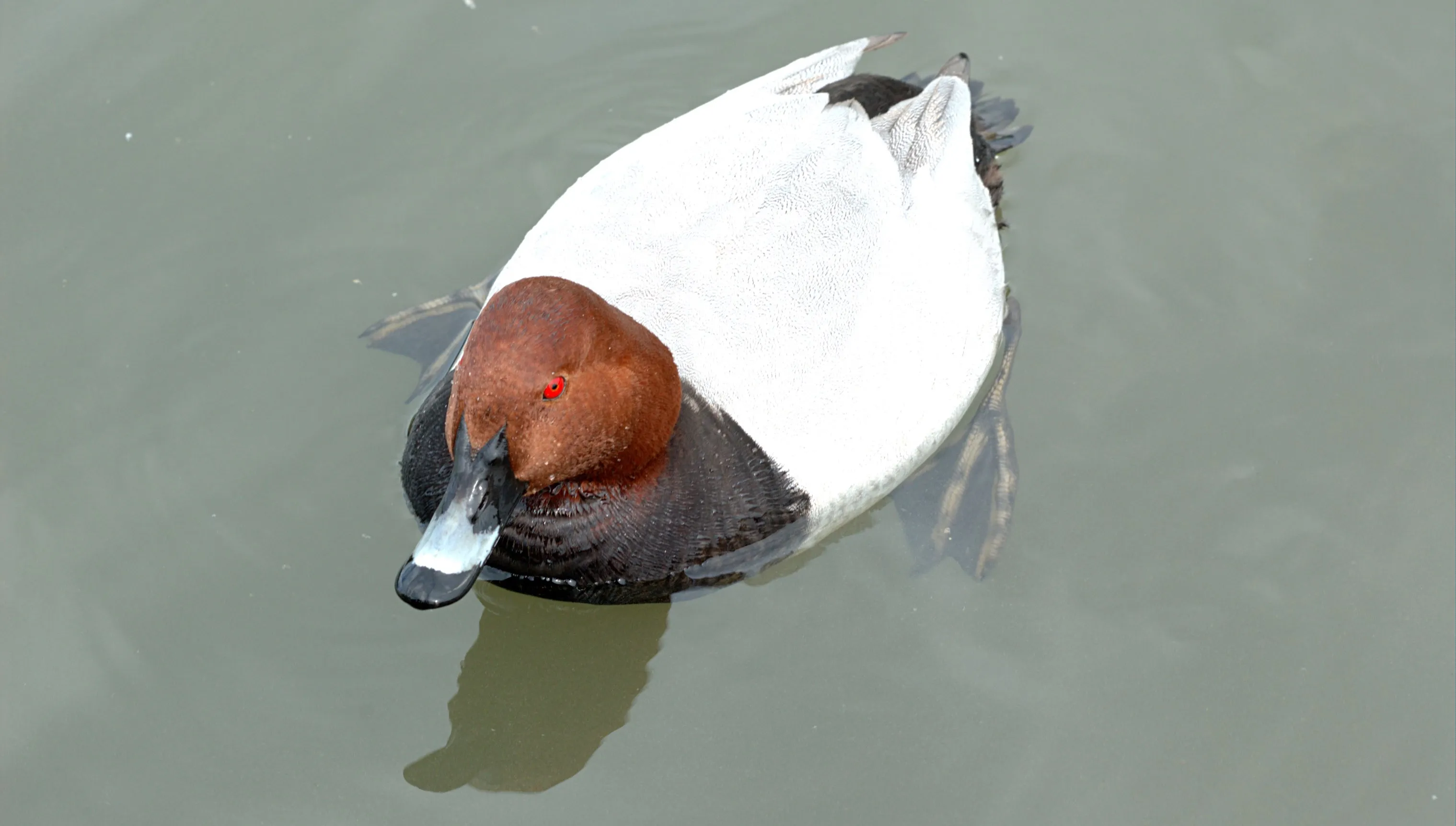 Przyroda na wyciągnięcie ręki: Co wiesz o... głowience?