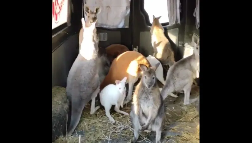 Te kangury uniknęły śmierci. W busie pełnym siana wyglądają na zadowolone... [WIDEO]