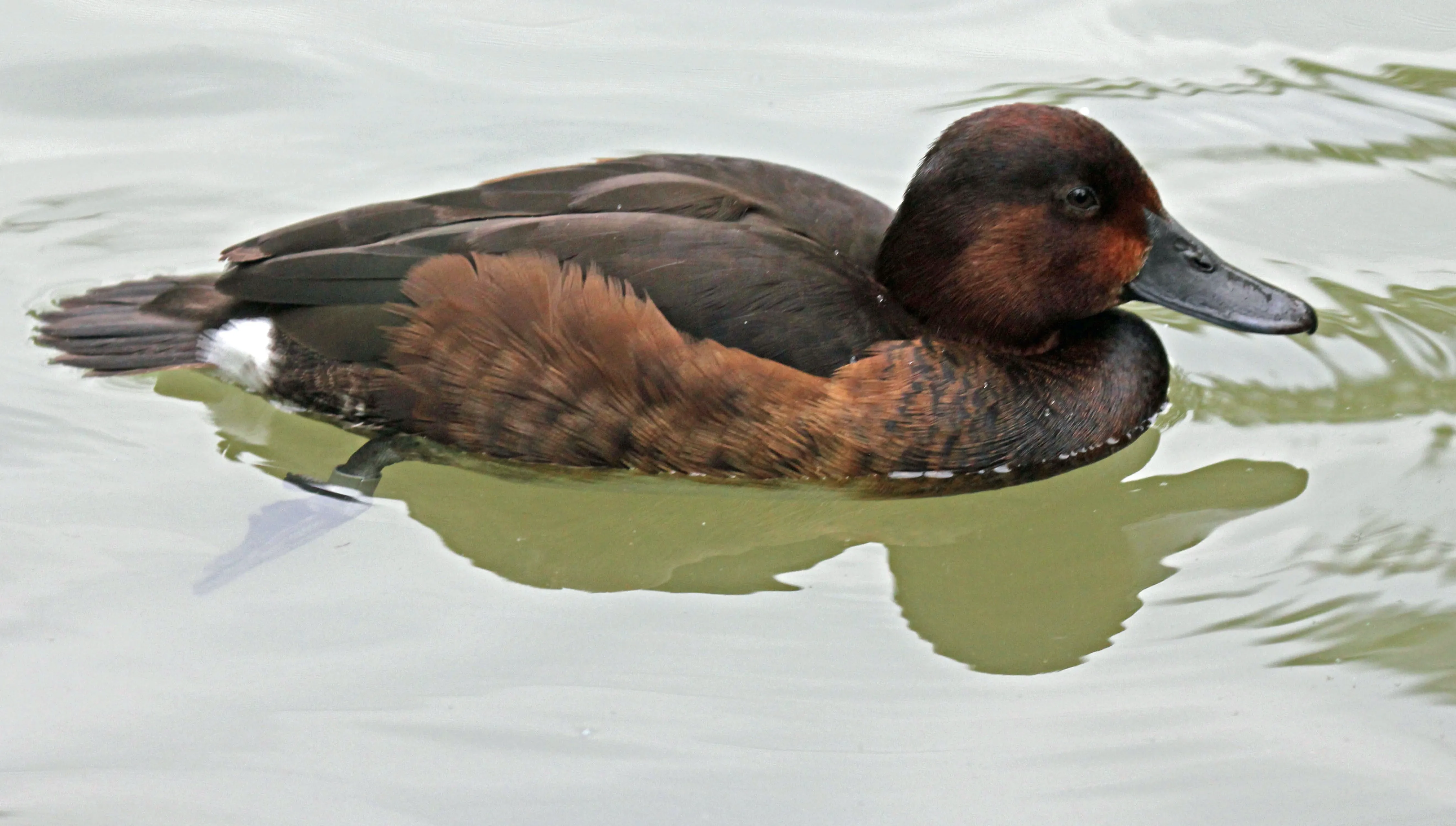 Przyroda na wyciągnięcie ręki: Co wiesz o... kaczce podgorzałce?