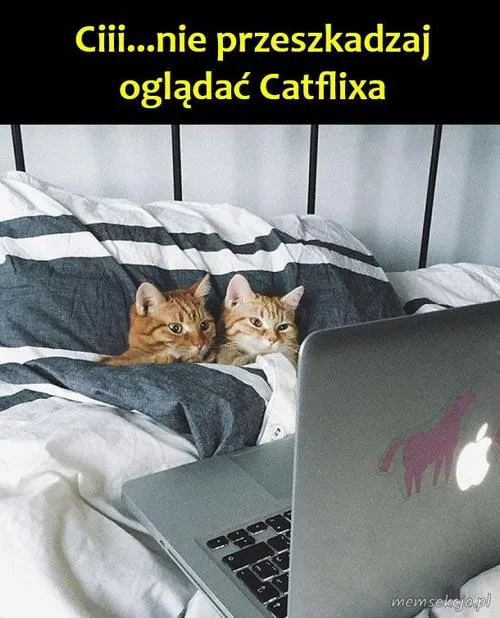 Catflix