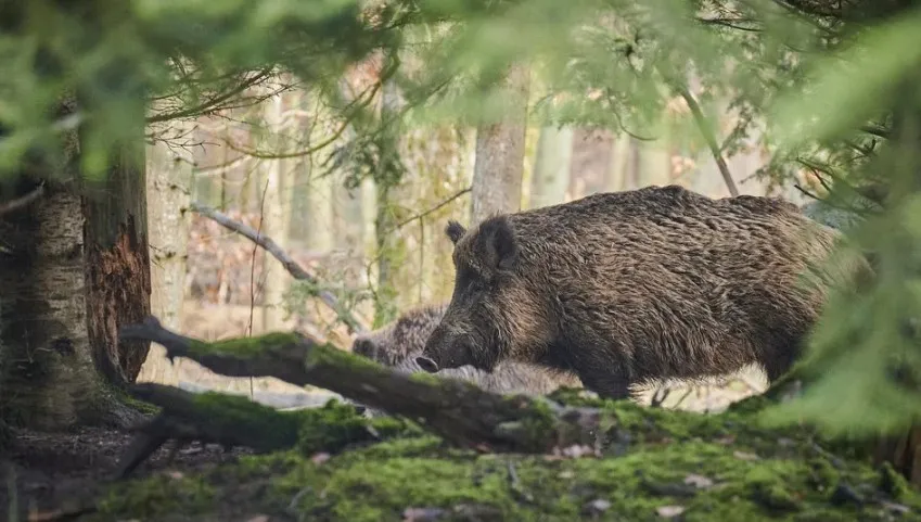 Dzik z bawarskiego rezerwatu zmienił imię przez wojnę. Wcześniej nazywał się... Putin