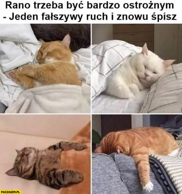 Fałszywy ruch