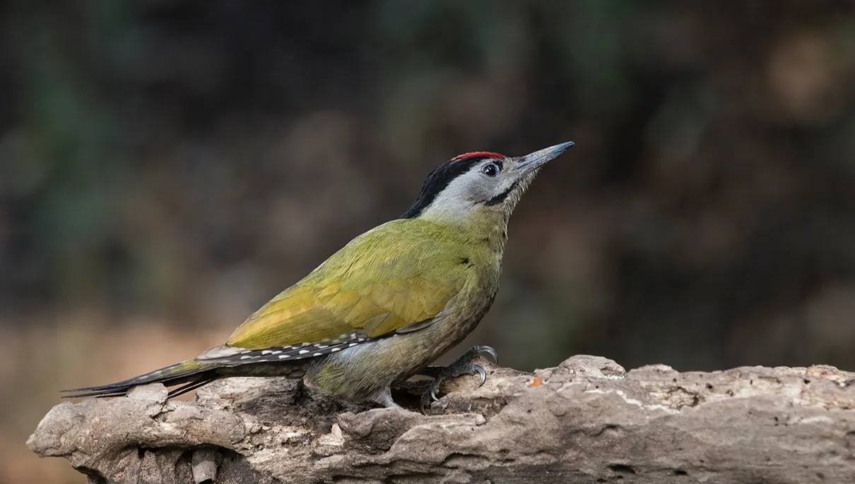 Przyroda na wyciągnięcie ręki: Co wiesz o... dzięciole zielonosiwym?