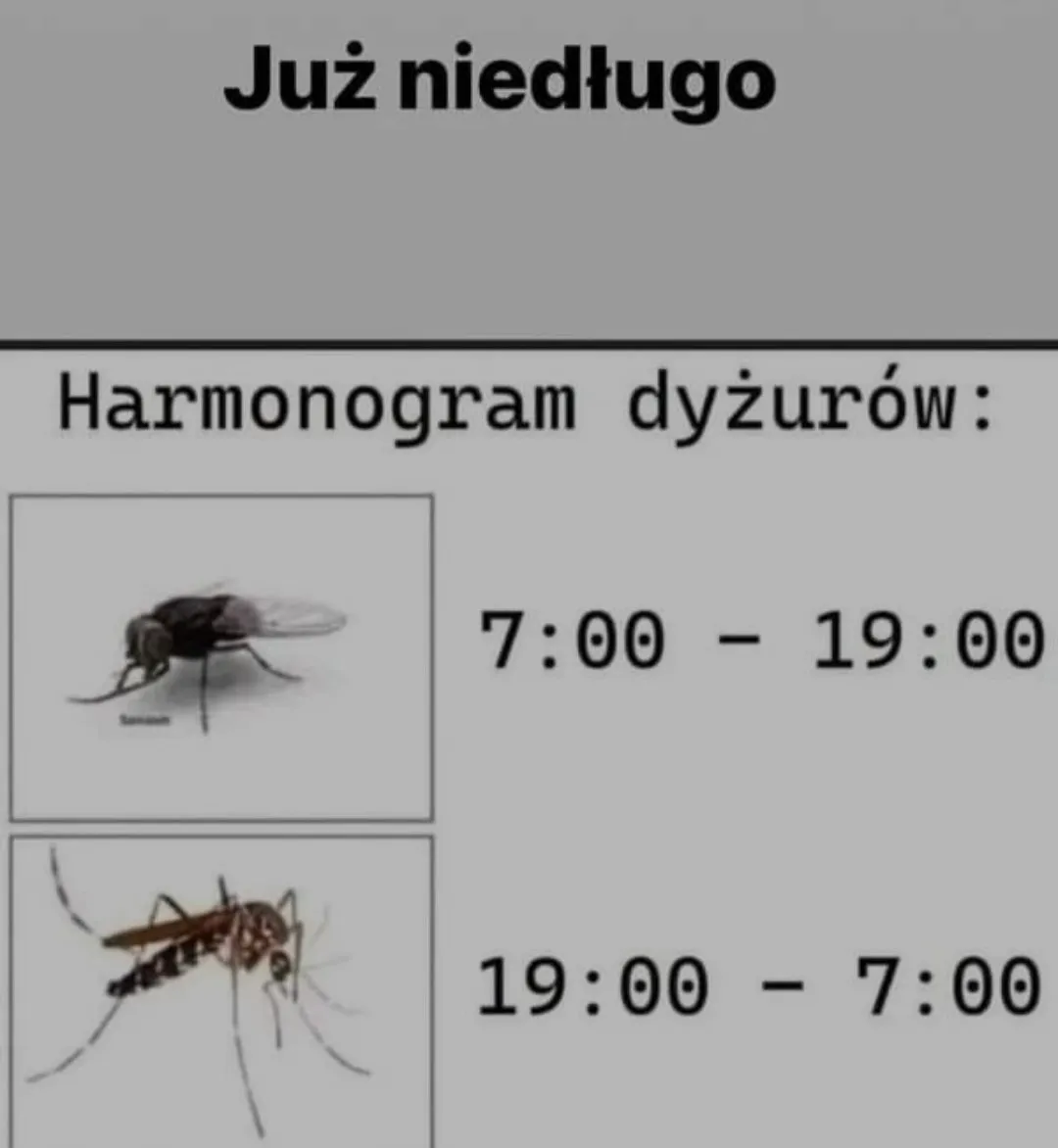 Dyżury