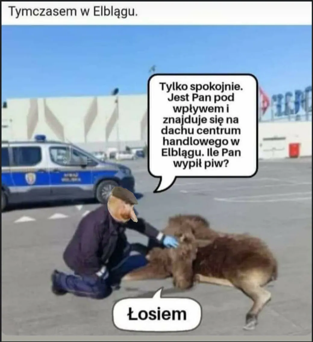 Łosiem