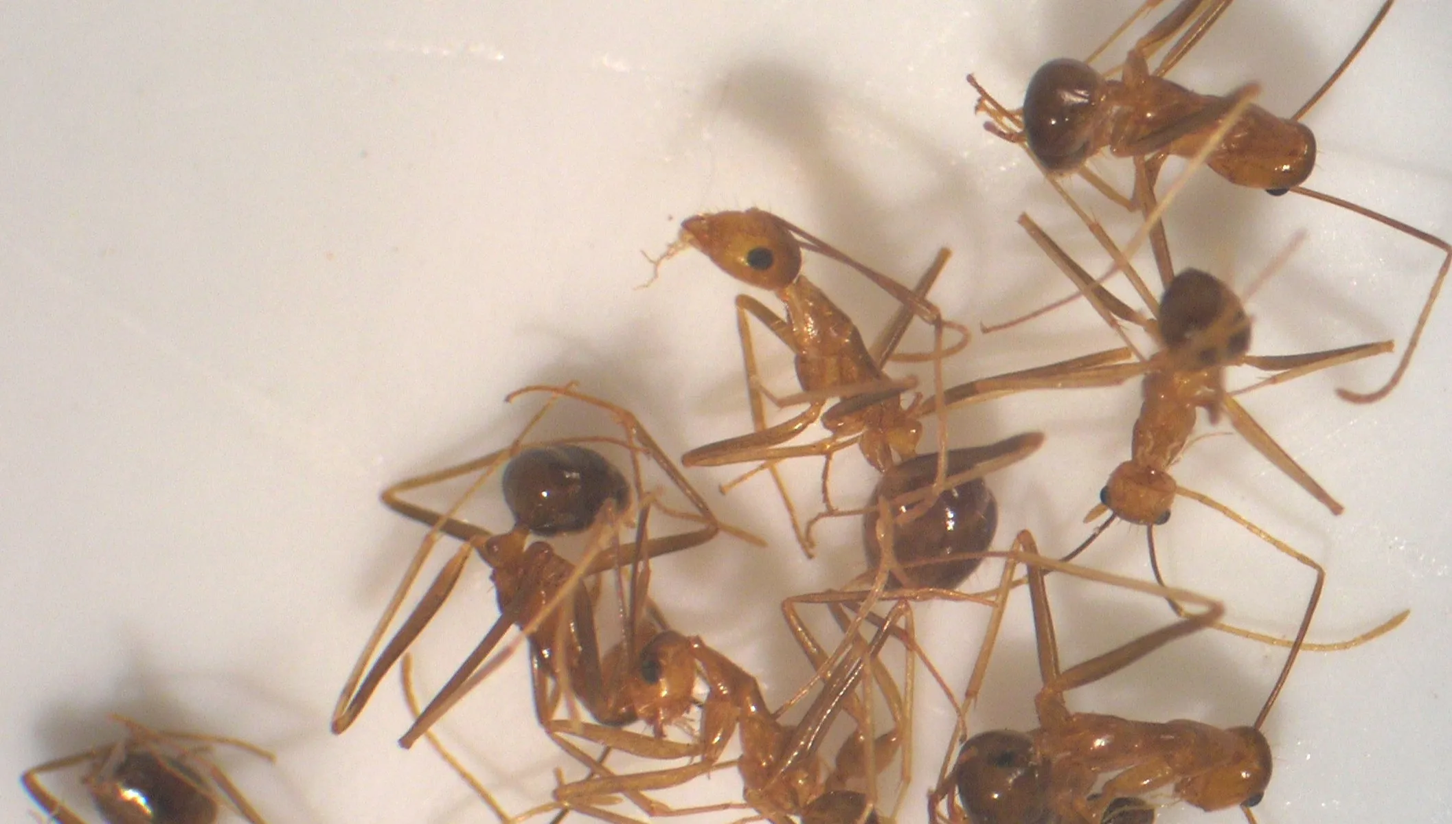 Plaga żołtych szalonych mrówek atakuje Australię. Tryskające kwasem owady niszczą wszystko na swojej drodze