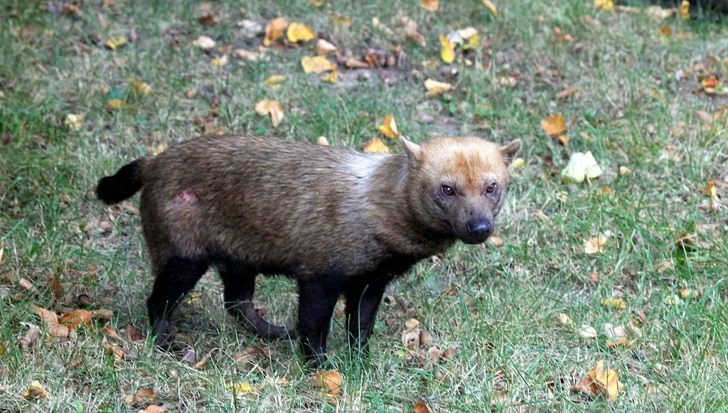 W łódzkim zoo zamieszkały jedyne w Polsce pakożery. Psy leśne są świetnymi pływakami
