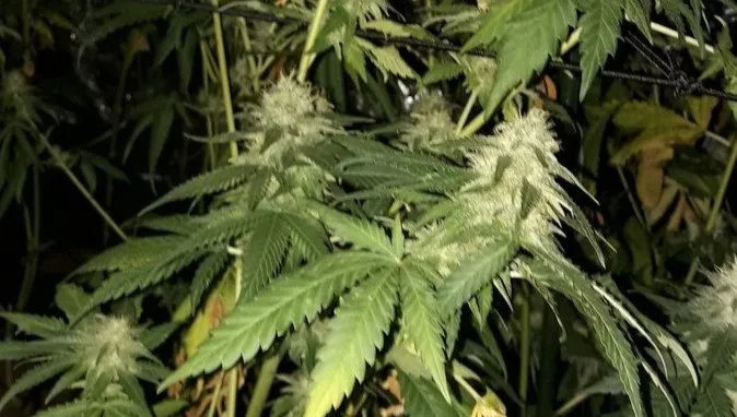 Przydomowa plantacja marihuany zlikwidowana