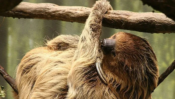 W łódzkim zoo urodził się leniwiec