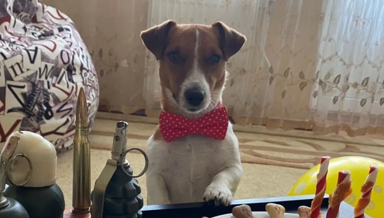 Jest najmniejszym bohaterem Ukrainy. Pies - saper Patron skończył 3 lata