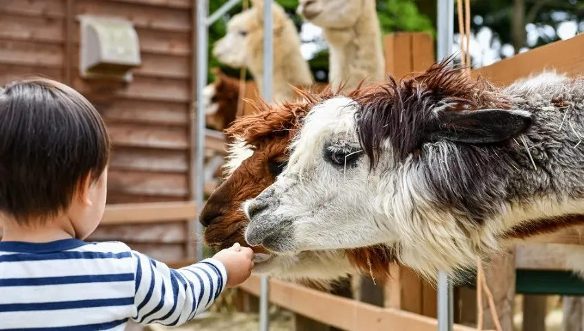 Upały nad Polską. Zwierzęta w zoo mają na nie swoje sposoby