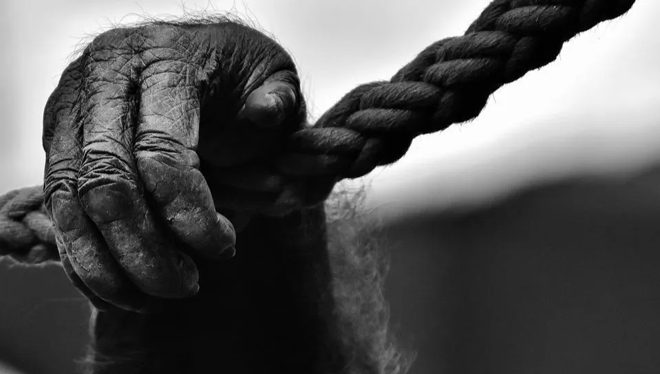 Rosjanie bombardowali zoo. Zwierzęta uciekły do lasów