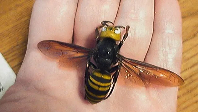 Plaga azjatyckich szerszeni w Belgii