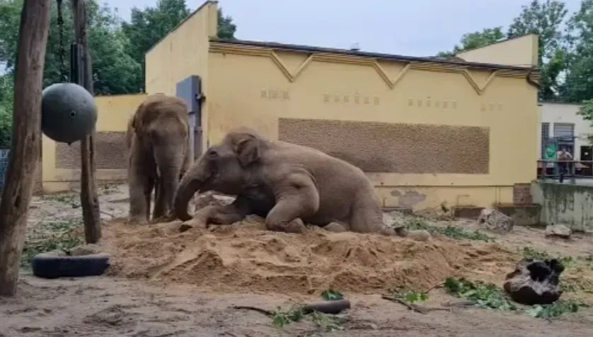 W płockim zoo obchodzono 11. urodziny słonia Barnaby. Jubilat dostał w prezencie... 20 ton piasku