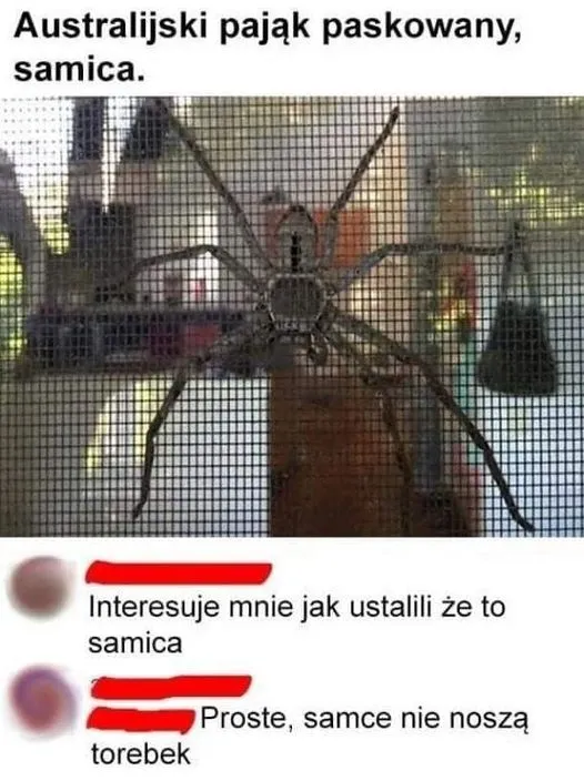 Samica