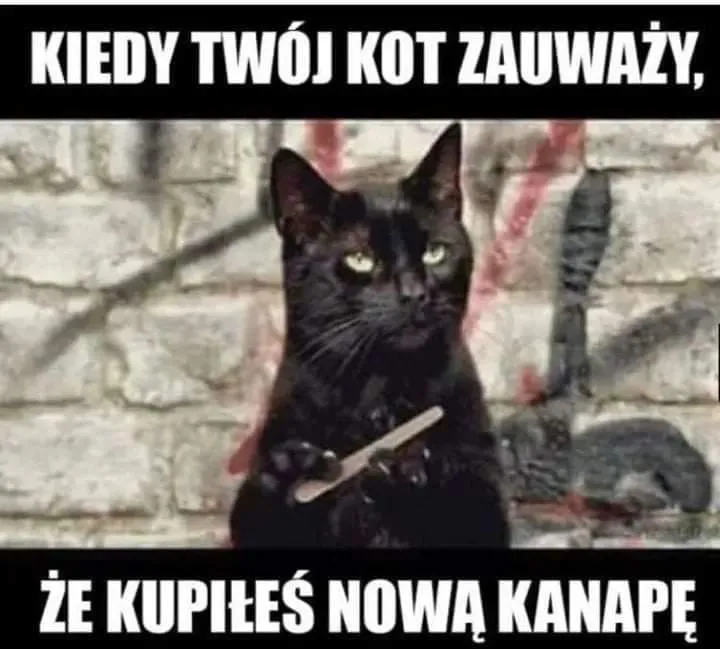 Kot
