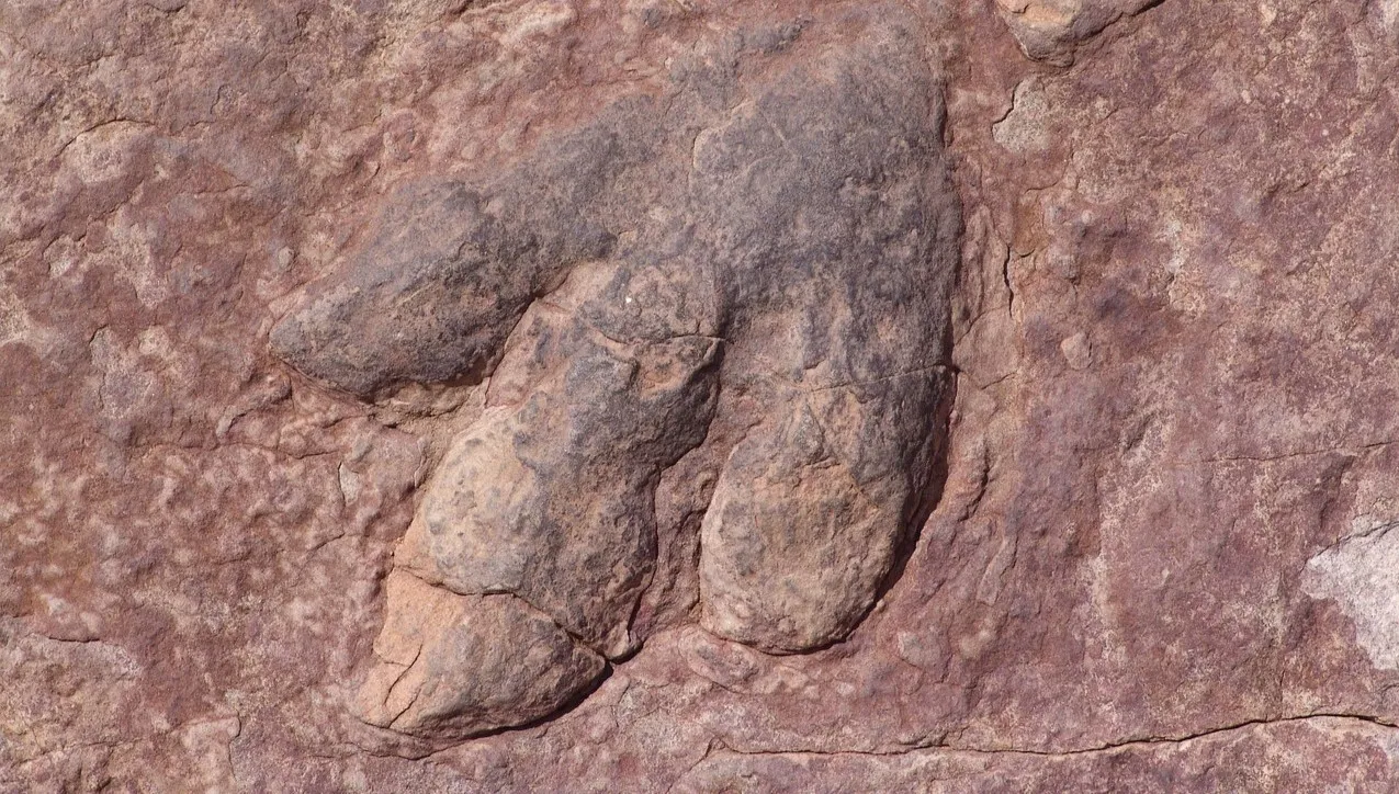 Wyschnięte koryto rzeki w USA ujawniło ślady łap dinozaura. Są sprzed... 113 milionów lat