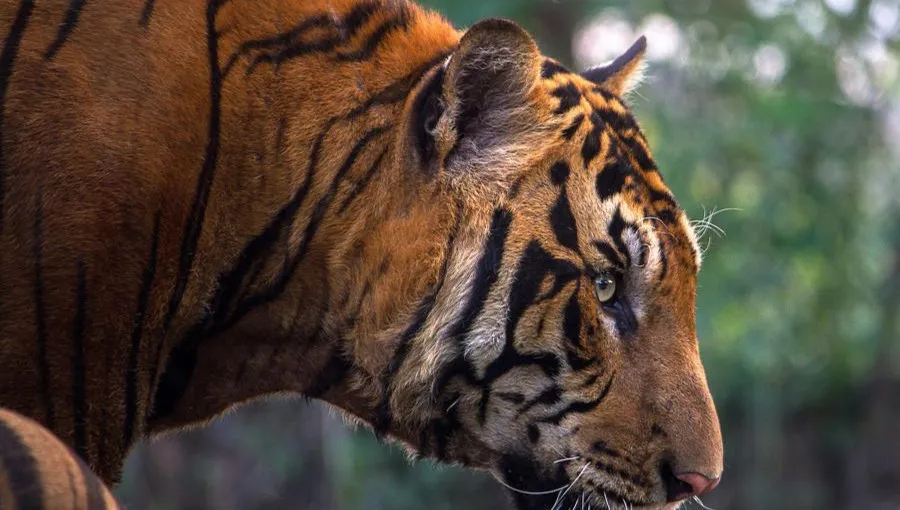Tygrys uciekł z ukraińskiego zoo. Pojawił się w Słowacji