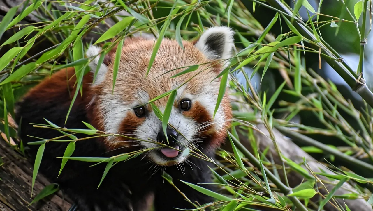 W krakowskim ZOO urodziła się panda mała. Zwierzątko czeka na imię