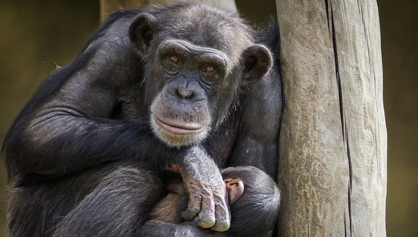 Kobieta dostała zakaz wchodzenia do zoo. Powód? "Niezdrowa relacja" z szympansem