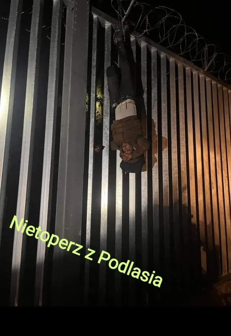 Nietoperz