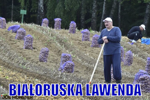 Lawenda