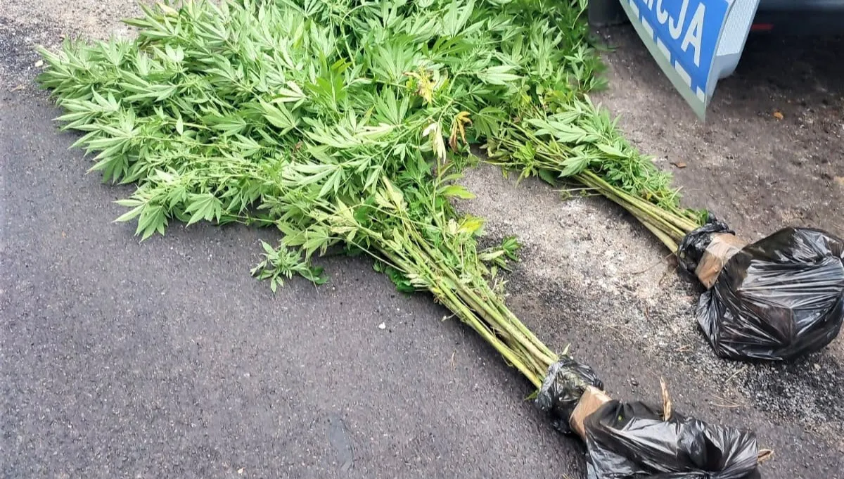 Zdziwiony ogrodnik. Na swojej działce znalazł  nielegalną uprawę konopi indyjskich