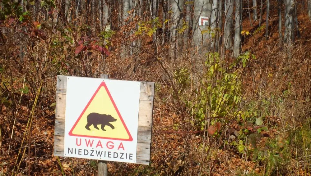 Bieszczady: Niedźwiedzica zaatakowała leśniczego