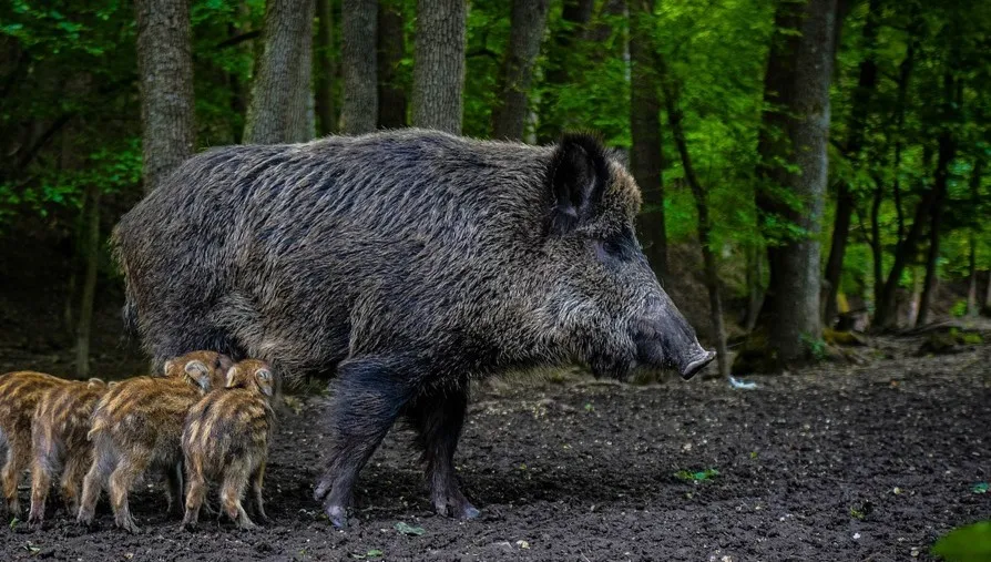 Panika we włoskim przedszkolu. Na zajęcia wtargnęła rodzina dzików