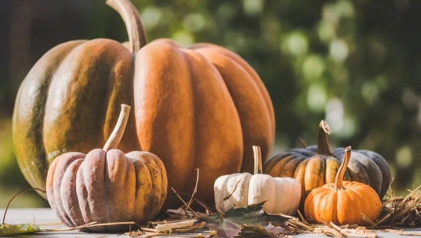 Wynosisz dynie do lasu? Nie rób tego! Halloweenowe dynie szkodzą dzikim zwierzętom