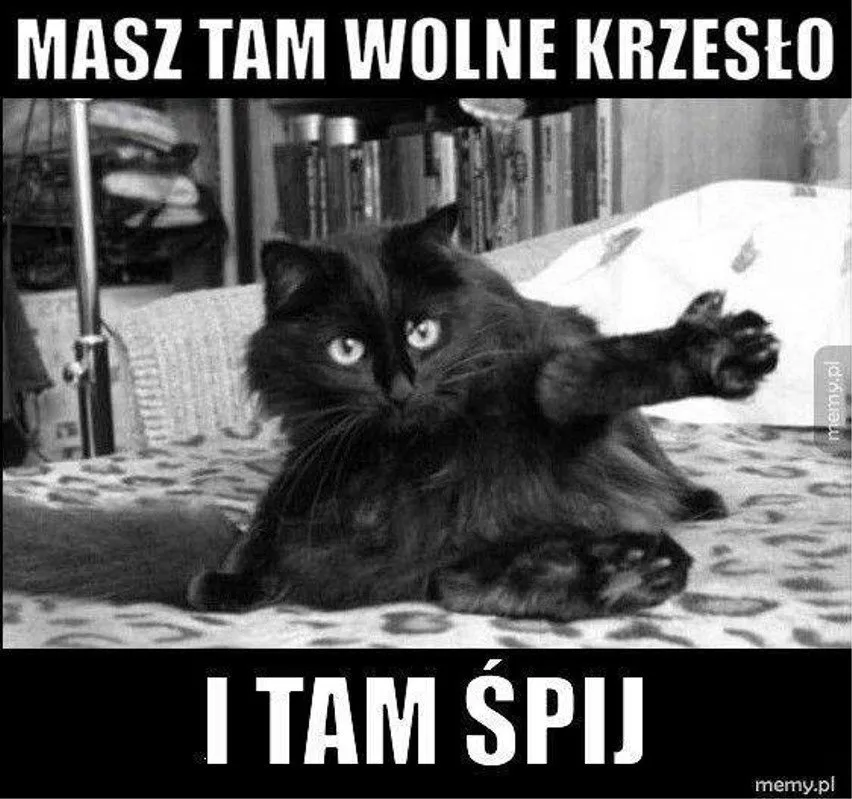 Tymczasem kot