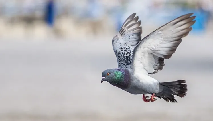 To największa epidemia ptasiej grypy H5N1