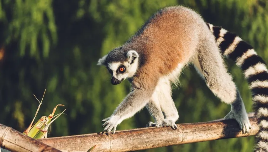 Lemury wielkości goryli, mamutaki i inne... Te duże zwierzęta wyginęły, gdy na Madagaskar przybyli ludzie
