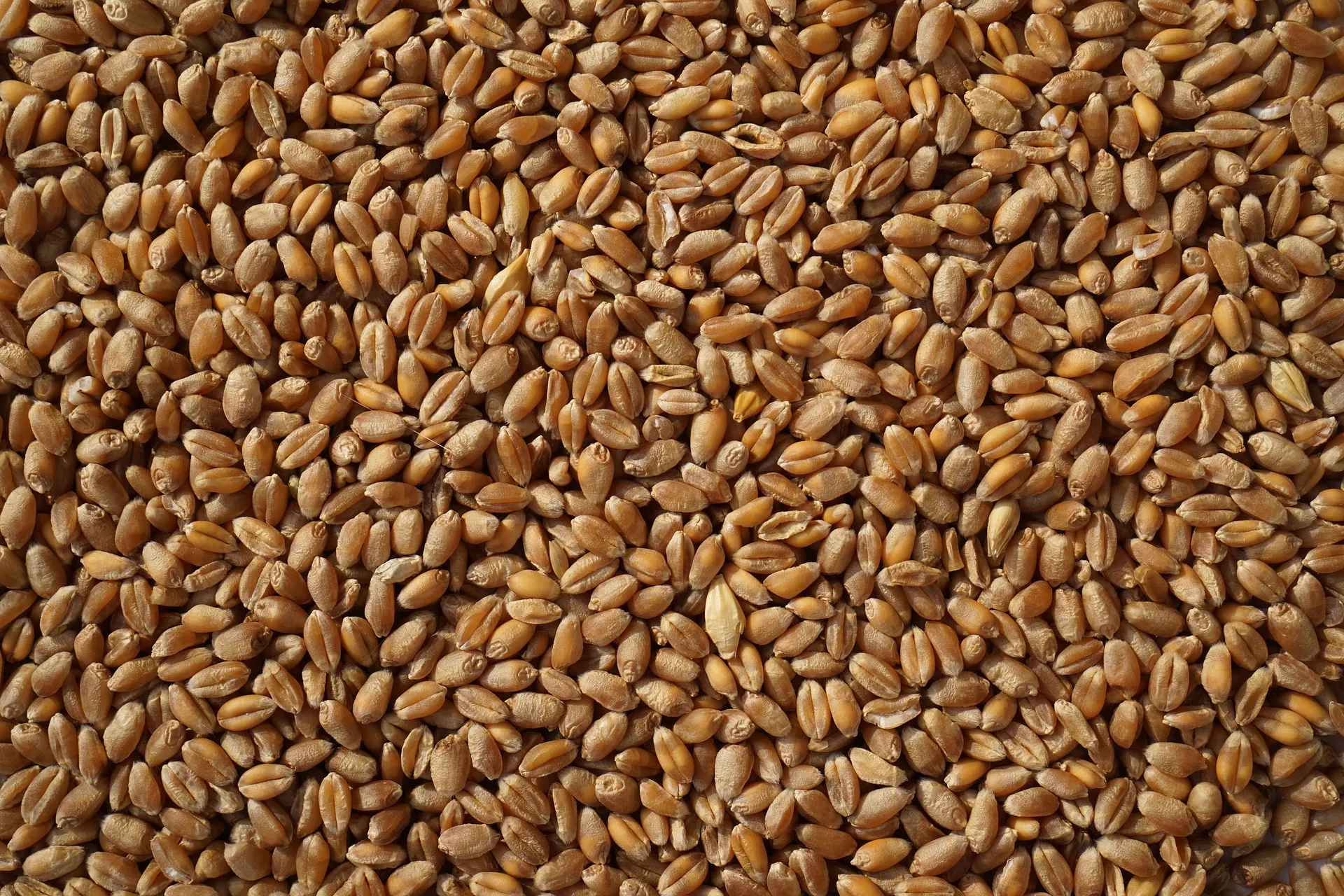 "Grain from Ukraine": zboże już w Afryce
