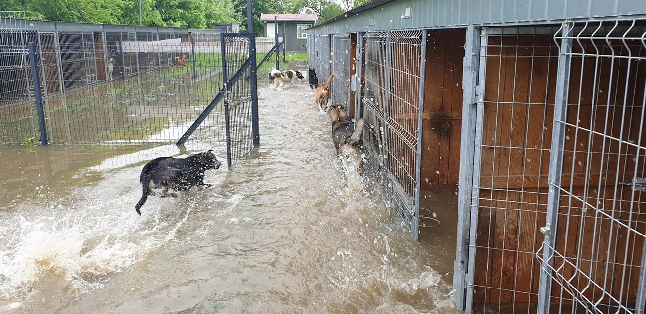 Toną psy w schronisku "Czekadełko"