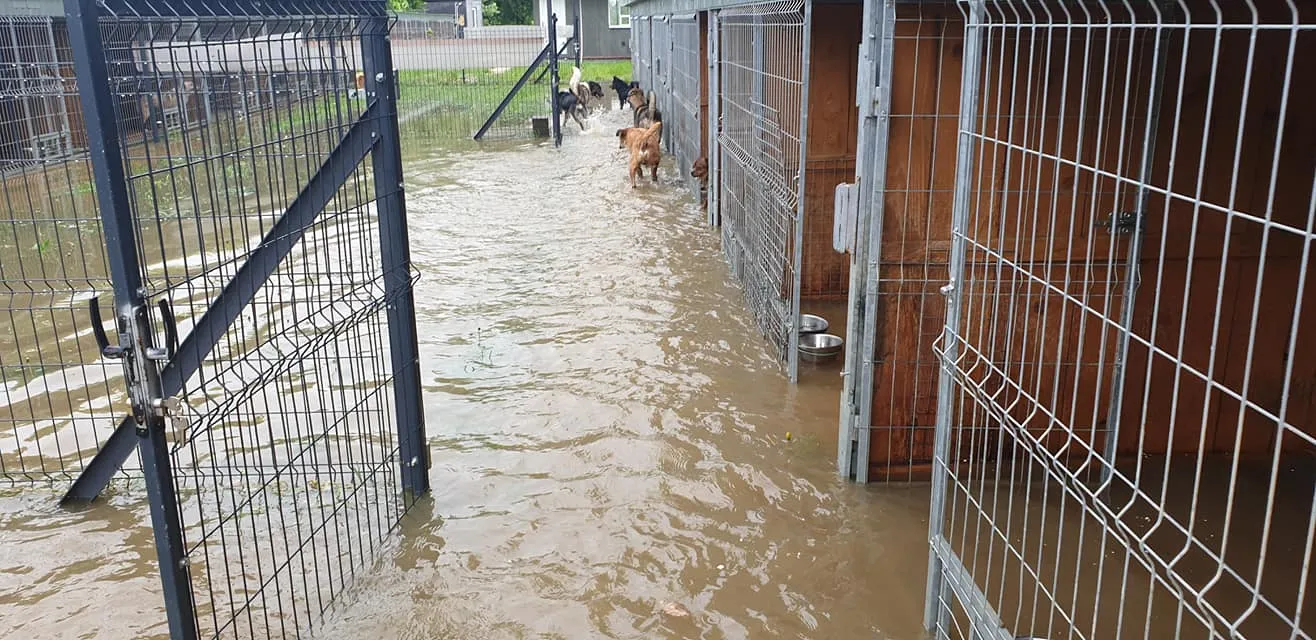 Toną psy w schronisku "Czekadełko"