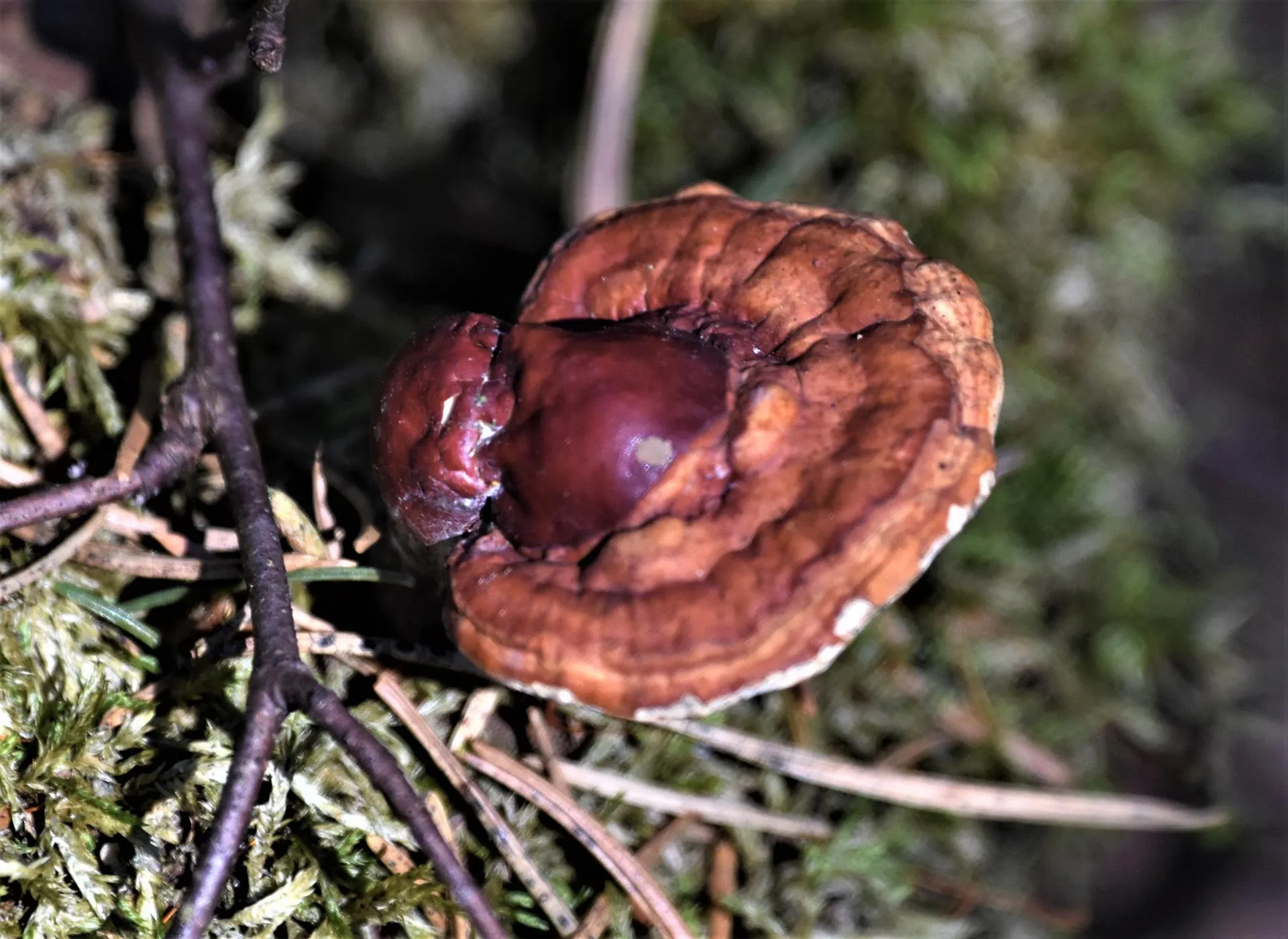 Zdjęcie 3