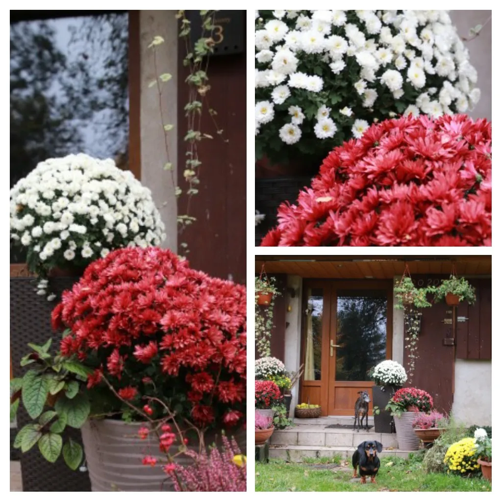 Chryzantemy w Gdańsku z okazji obchodów