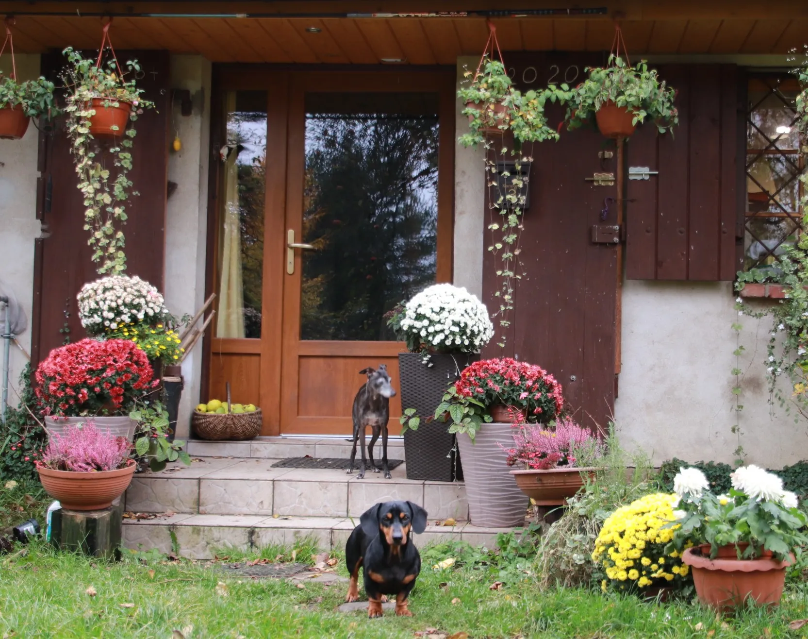 Chryzantemy w Gdańsku z okazji obchodów