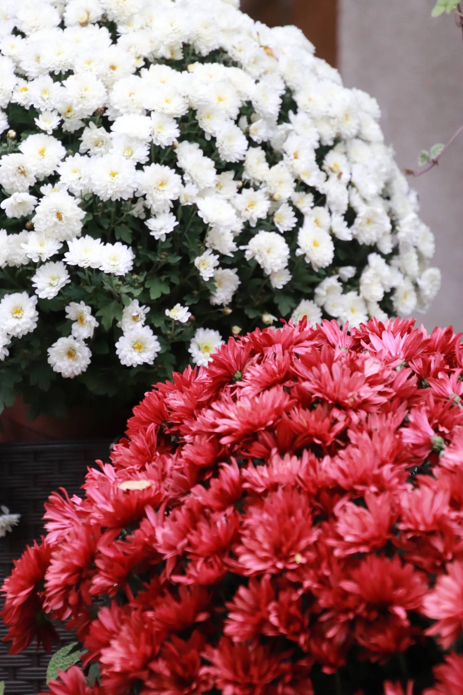 Chryzantemy w Gdańsku z okazji obchodów