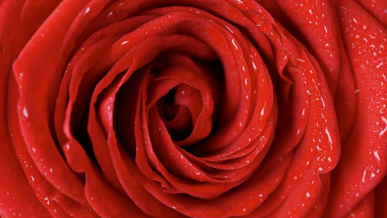 Najdroższe walentynki w historii