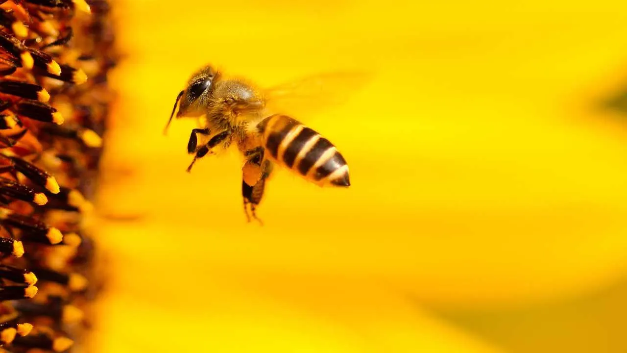 Uprawy kawy, kakao, mango czy arbuza zagrożone. Wszystko przez zmiany klimatu