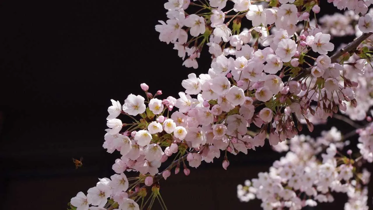Rekordowa sakura w Japonii?