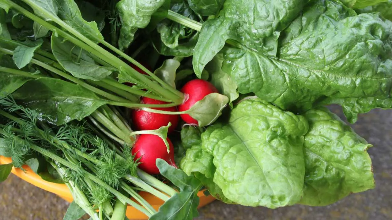 Nowalijki droższe niż przed rokiem. Podano ceny z rynku